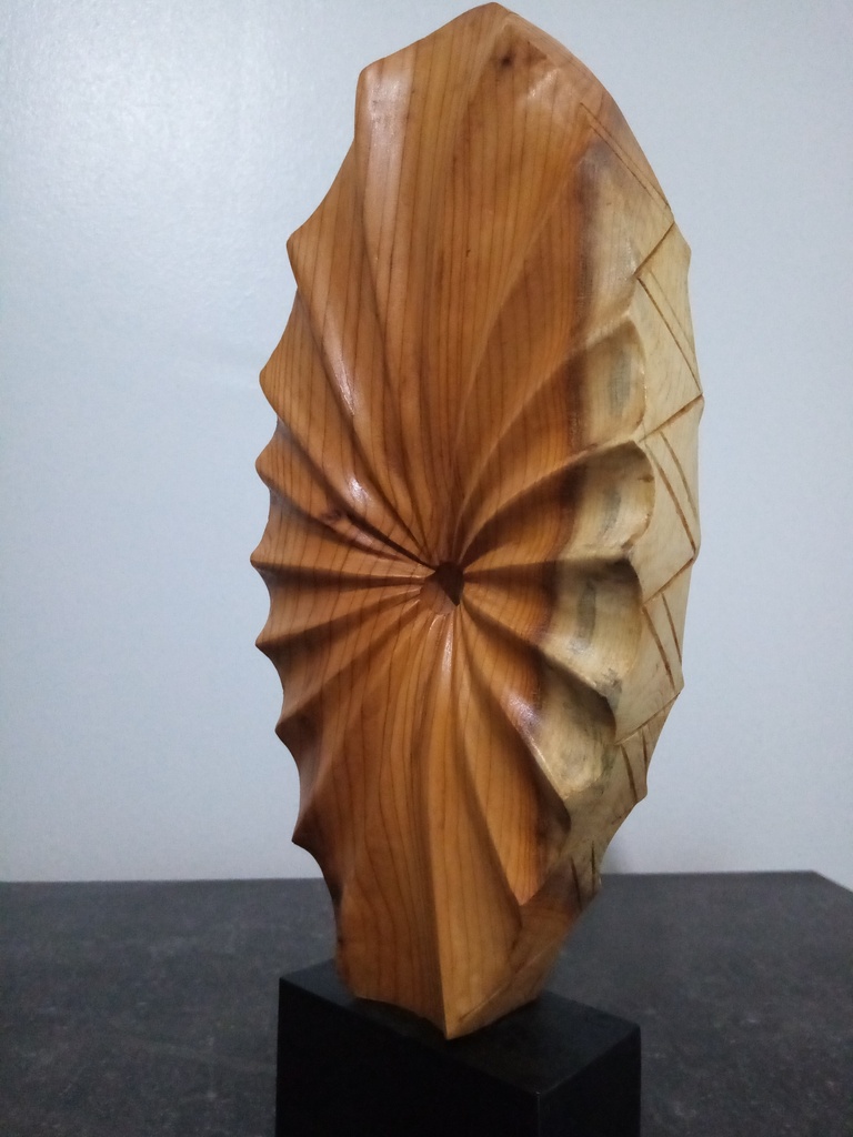 relief coquille