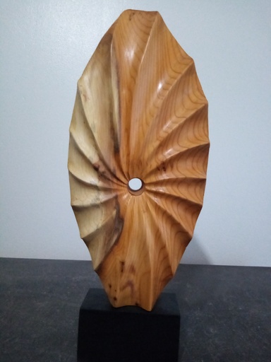 RELIEF DE COQUILLAGE